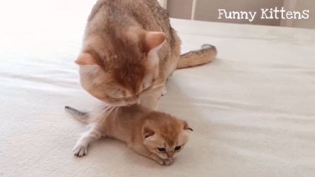 Кот Витас ЗНАКОМИТСЯ со своими котятами |Котятам Ляли 2 недели |Первая встреча смотреть онлайн