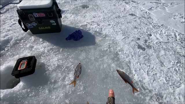 Капенское водохранилище 13.03.2024  #fishing #природа #безмотылка #russianfishing #зима #плотва