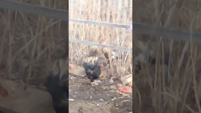 Петушиный бой смотреть онлайн