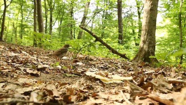 СОЙКА 3 смотреть онлайн