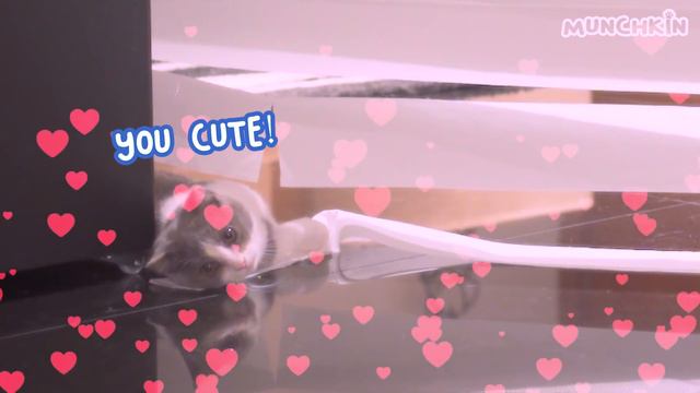 I Boop My Cats Too Many Times Compilation смотреть онлайн