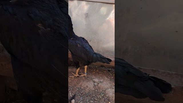 честа кровные немецкий шамо смотреть онлайн