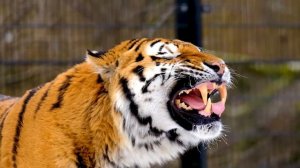 Звуки природы. Рычание тигра. Рык тигра. Дикая природа. Тигры