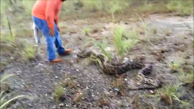 Wild Python Capture with Ruben Ramirez смотреть онлайн