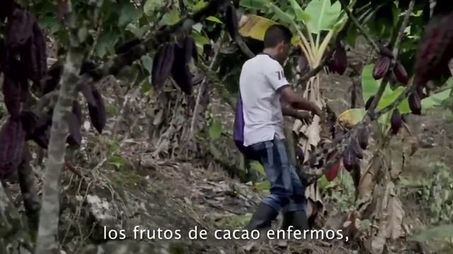 Cultivando Cacao Monilia