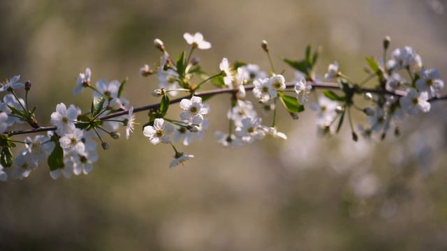 И пусть недолог миг цветочный, он украшение садам. смотреть онлайн