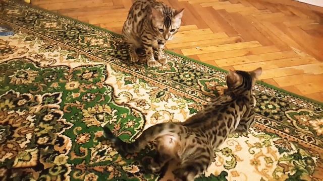 Бенгальская кошка хочет в 6 месяцев кота Bengal Cat  Вязка кошки