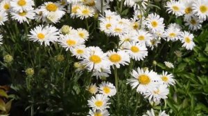 Как Посадить АСТРУ Альпийскую, а также Уход и Выращивание