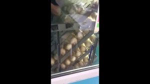 Правильная таблица инкубации индюшиных яиц