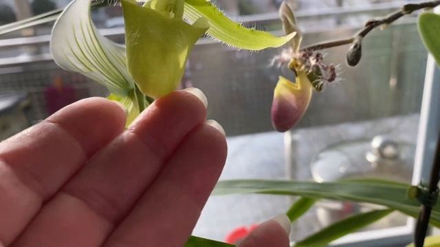 Цветение Пафиопедилум Мауди , ? Пиноккио ? американский гибрид смотреть онлайн