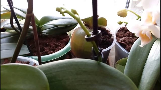 ОРХИДЕИ: ПОЧЕМУ НЕ ЦВЕТУТ? МОЙ ОПЫТ И МОЕ МНЕНИЕ смотреть онлайн