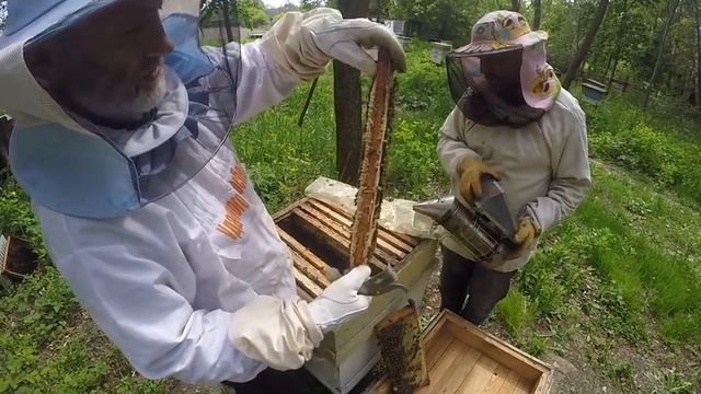 МОЯ ТЕХНОЛОГИЯ ПЧЕЛОВОЖДЕНИЯ В ДЕЙСТВИИ. ПОЛУЧАЮ МАЙСКИЙ МЕД. смотреть онлайн
