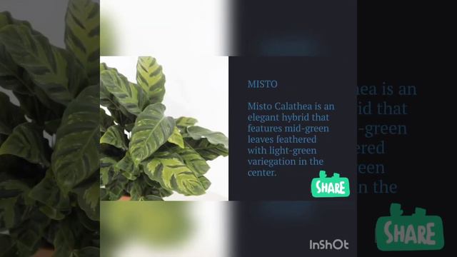 what are expensive calathea plants смотреть онлайн