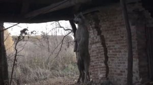 Нашел труп !!! его повесили в заброшенном доме !!! Found a corpse !!! he was hanged!