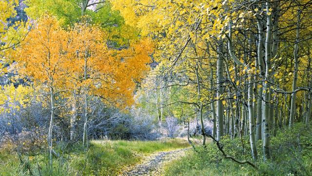 Пианист Л.А.Чижик: Andante contabile П.И.Чайковского (отрывки) смотреть онлайн
