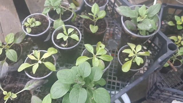 Полила петунию корневином, опрыскала Мегафолом. Теперь нужно набраться терпения и ждать. смотреть онлайн