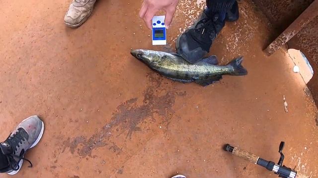 ПОЙМАЛИ РЫБУ В ПРИПЯТИ. РЫБАЛКА В РАДИОАКТИВНОЙ РЕКЕ. смотреть онлайн