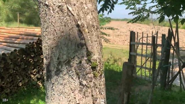 Бамбуковая роща в фермерских угодьях. Приехали за бамбуком для Lounge Biblioteka Тбилиси | День 43 смотреть онлайн