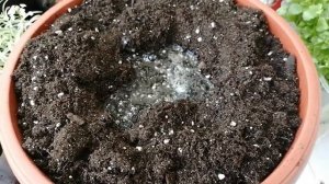 Алиссум. Посадка в кашпо для балкона. Ампельные классический и вариегатный. Рассада из черенков.