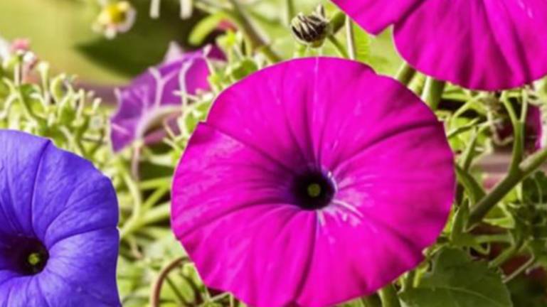 Домохозяйка Ната