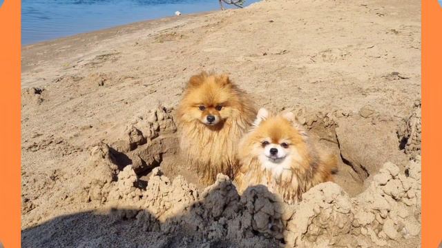 Шпицы Боня и Марик отдыхают на речке смотреть онлайн