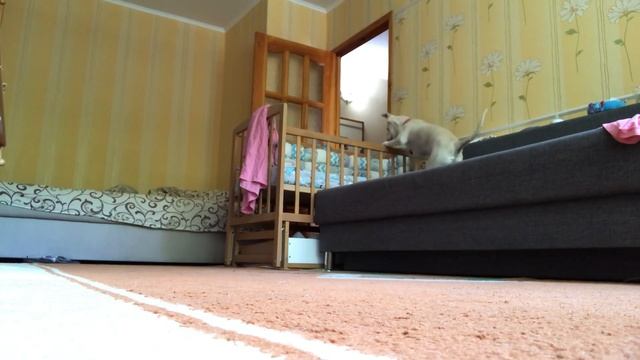 Собаку оставили одну дома. смотреть онлайн