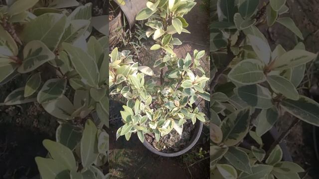 Start light ficus kb aor kese lgaye ap. Start light ficus kb kting kese lgaye pore jankare 🏝👍 смотреть онлайн