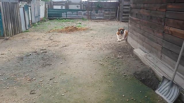 Бугай Алабай. Период напряжения. Глаз да глаз👀 смотреть онлайн