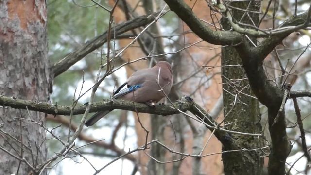 A bird eating a nut. Panasonic TZ-80 1080p 30x zoom from hands. смотреть онлайн