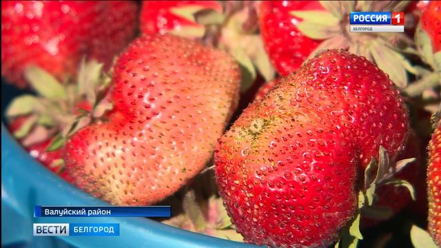 ГТРК Белгород - Фестиваль клубники провели в Валуйском районе смотреть онлайн