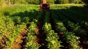 ВТОРОЕ ОКУЧИВАНИЕ КАРТОФЕЛЯ ТРАКТОРОМ Т-25.