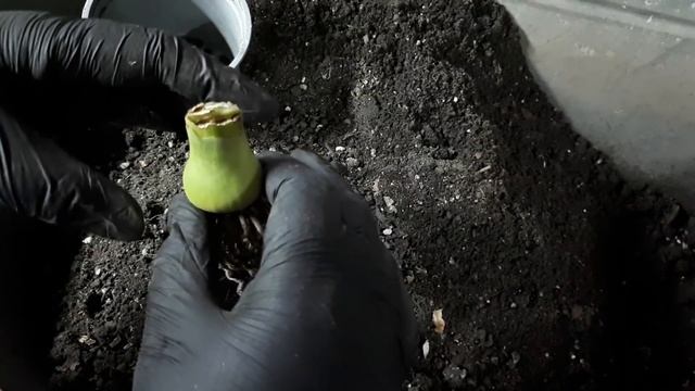 ГИППЕАСТРУМЫ. Покой: полить нельзя сушить??? Рассуждаем ?...На примере