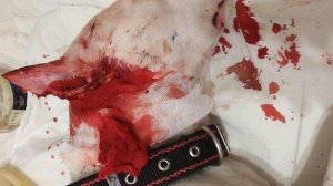 Купирование ушей у Амстаффа с косметической целью