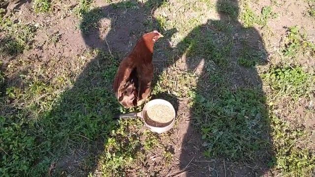 курица вывела цыплят что делать?смотрите итог от яйца до цыплят смотреть онлайн