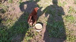 курица вывела цыплят что делать?смотрите итог от яйца до цыплят