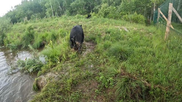 Дуся сбросила Буржуя в воду. смотреть онлайн