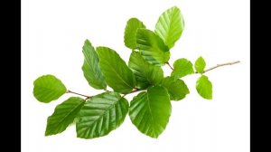 Чем кормить хомяка?! Питание джунгарского хомячка