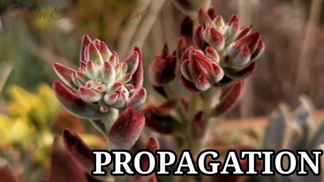 ECHEVERIA PULVINATA/ RUBY SLIPPER/ RED VELVET. "4/500 Succulent ID Series" 🦋#86 смотреть онлайн