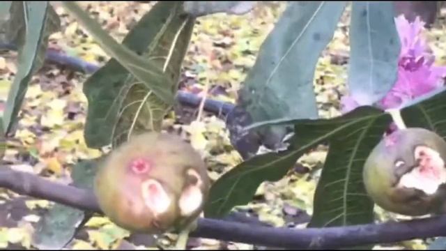 Выращивание Инжира, Смоковница, Фиговое дерево, Винная ягода смотреть онлайн