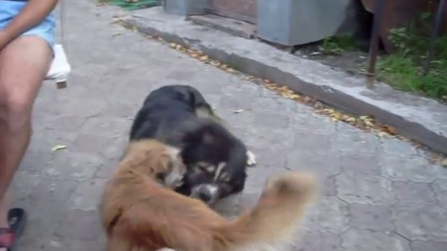 dogs смотреть онлайн