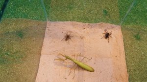 Что если БОГОМОЛ увидит ТАРАНТУЛА?