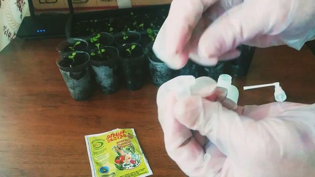 Первая подкормка петунии. Подкормка петунии после пикировки смотреть онлайн