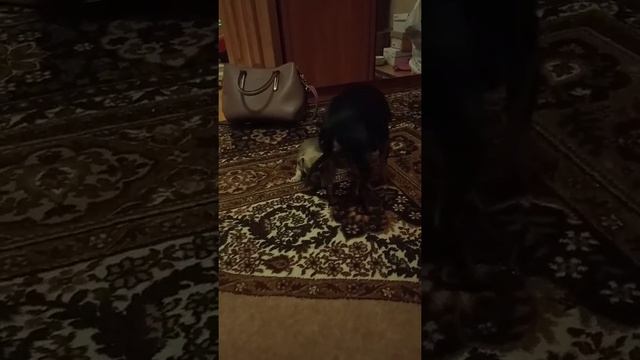 Той терьер Муха смотреть онлайн
