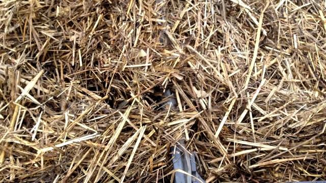 Как правильно прорастить и посадить картофель. Ведро с куста смотреть онлайн