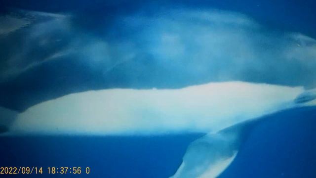 Сафар и Уралочка -     пирог с яблоками , лапти из картошки и все для Сафара