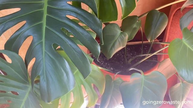 Houseplant TOUR | Easy-to-grow plants! смотреть онлайн