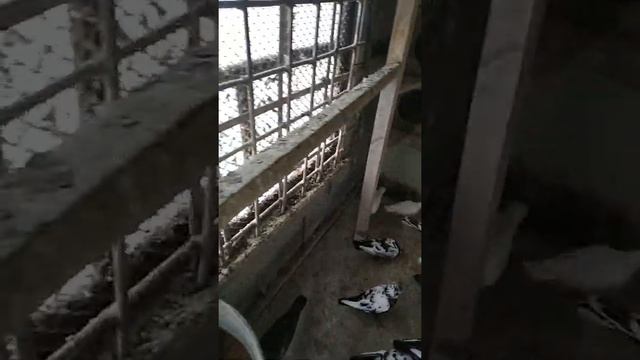 Свердловские Высоколётные Чернозобые голуби смотреть онлайн