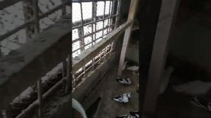 Свердловские Высоколётные Чернозобые голуби