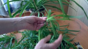 Обрезать усы-розетки у ХЛОРОФИТУМА или нет