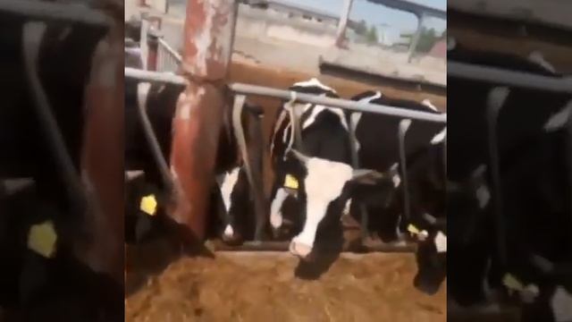 Бычки и Телки на экспорт. Порода Чёрная Пестрая. оптовая продажа. смотреть онлайн